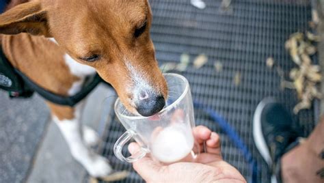 Can Dogs Drink Lactose.